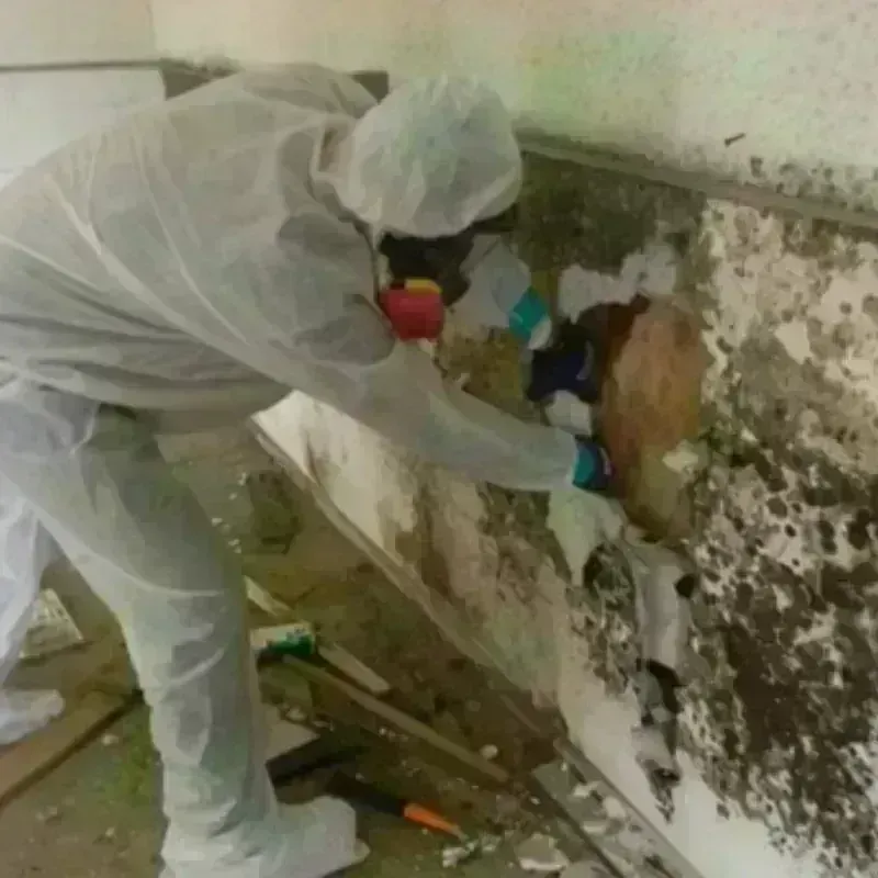 Mold Remediation and Removal in Placitas, NM